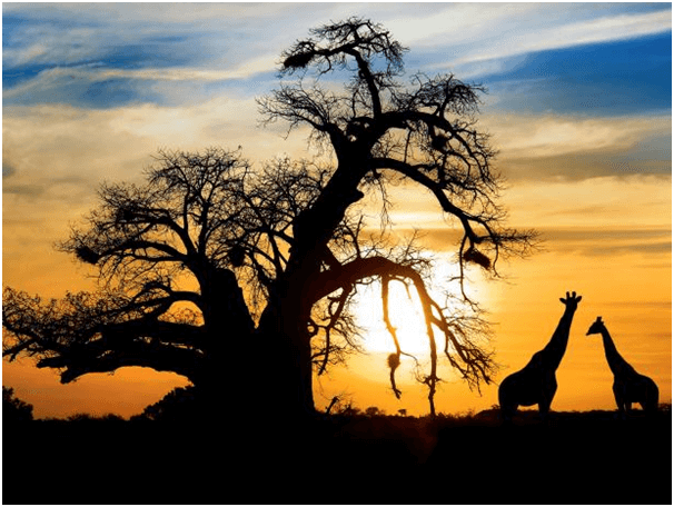 10 Things To Know Before Travelling to South Africa