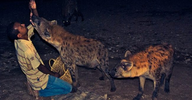 Feed-Hyenas-in-Harar-Jugol-Islam’s-Fourth-Holiest-City