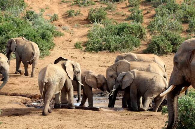 Go-on-Safari-at-Addo-Elephant-Park