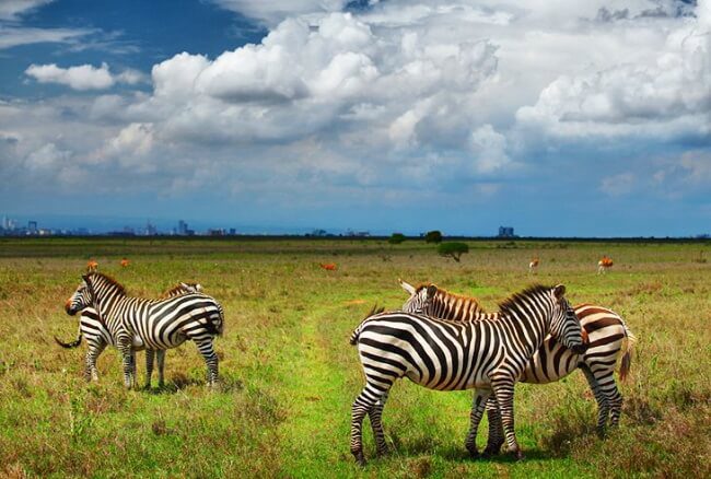 Best Expeditions Across Africa Safari