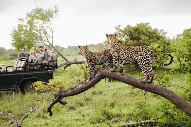 Kruger National Park 1