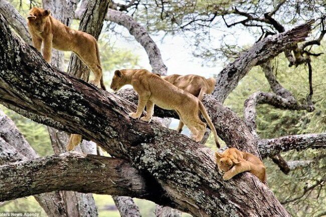 Look-for-Tree-climbing-Lions-at-Lake-Manyara