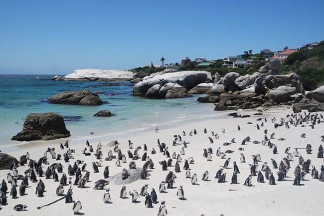 Meet the Boulders Beach Penguins