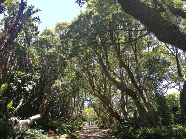 Enjoy Nature at Kirstenbosch Gardens
