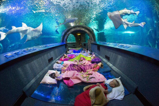 Sleep in an Aquarium