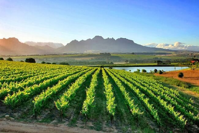 The Winelands 1