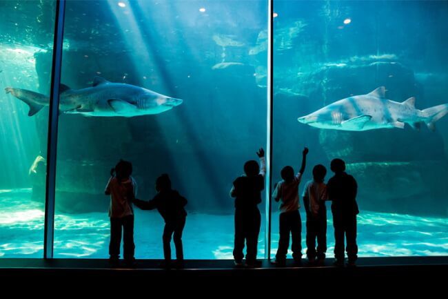 Visit Two Oceans Aquarium