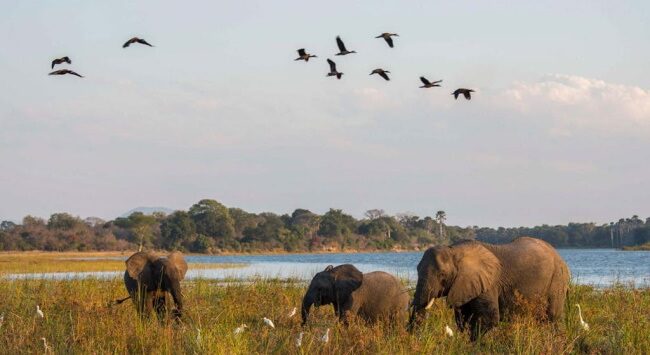 Watch-out-Hippos-and-Elephants-at-Liwonde-National-Park